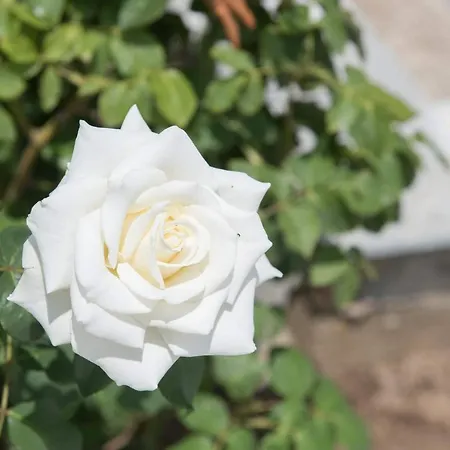 Holiday home Rose *